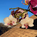 Real orchids earrings nurture color.
